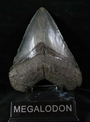 Fossil Megalodon Tooth - South Carolina #13386